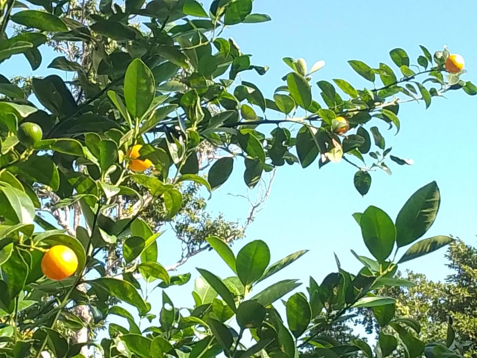 אפרטהוטל אקומל Kerubin Dorado מראה חיצוני תמונה